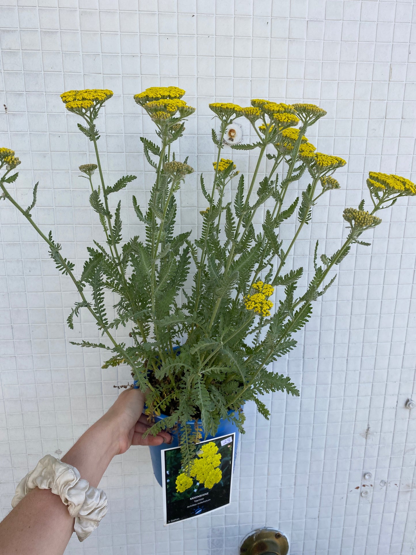 Moonshine Yarrow - Achillea (Copy)