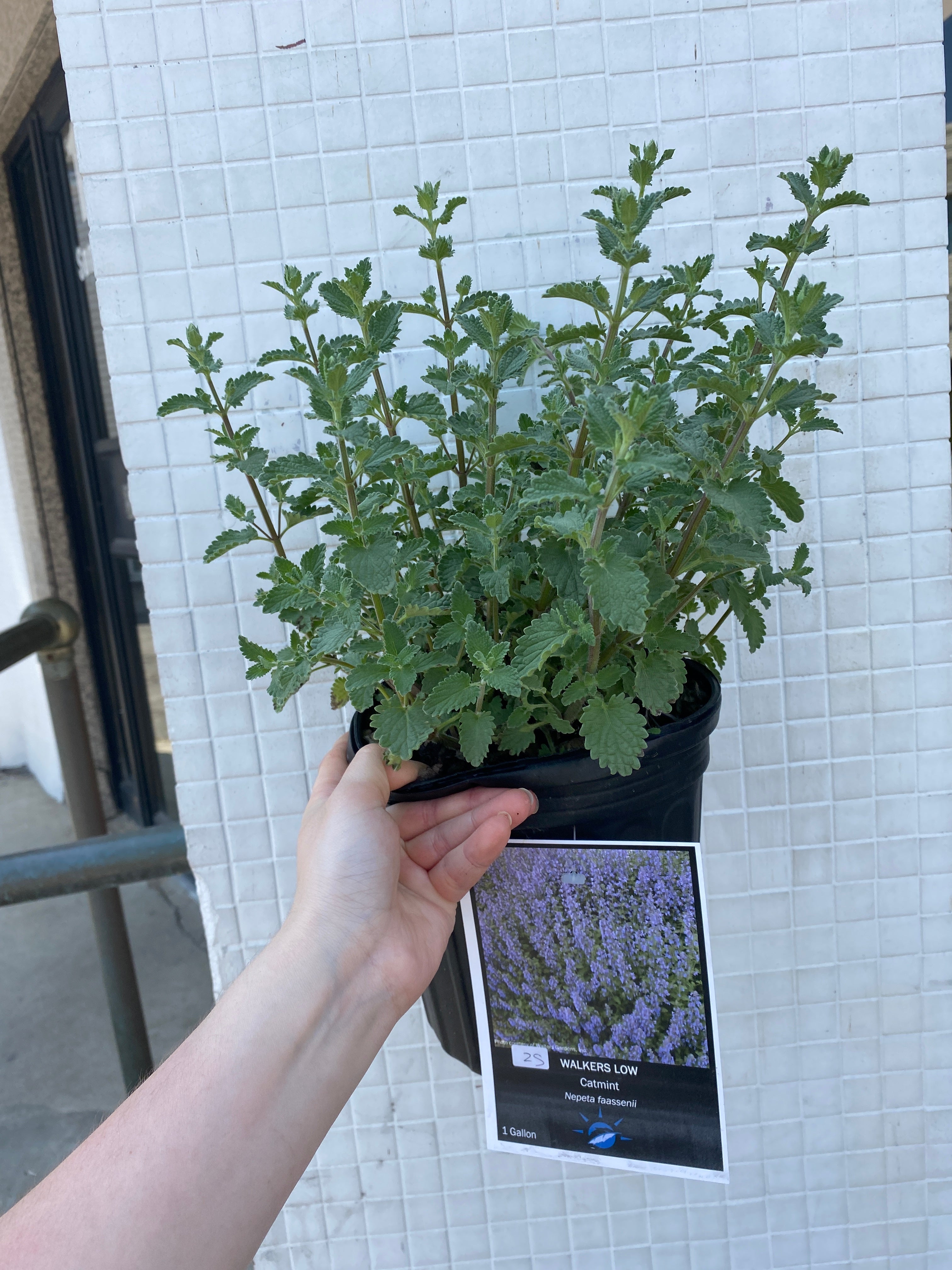 Nepeta ' Chartreuse on the Loose' Catmint – Wild Willy's Plants and Flowers