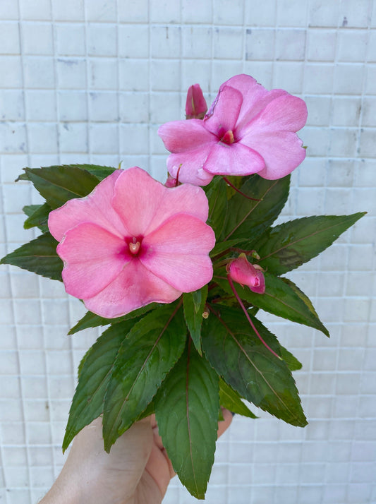 Double Impatiens (shade annual)