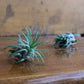 Tillandsia - Air Plants
