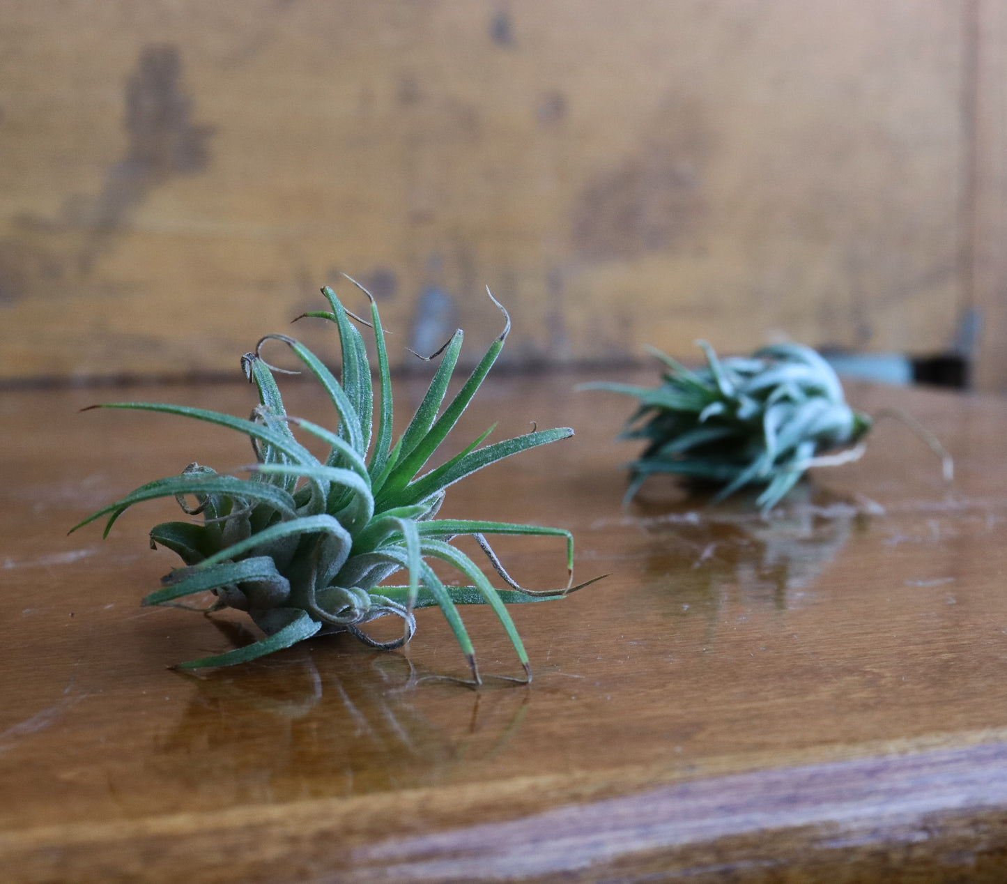 Tillandsia - Air Plants
