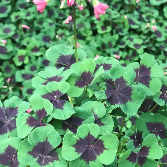 Oxalis tetraphylla - Iron Cross Shamrock