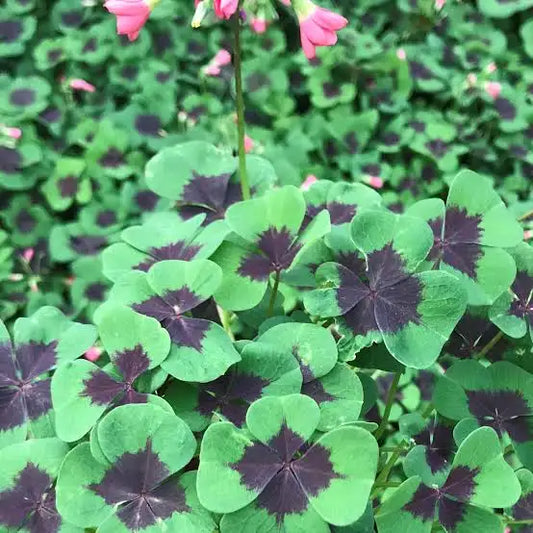 Oxalis tetraphylla - Iron Cross Shamrock