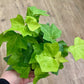 Algerian Green Ivy - Hedera algeriensis