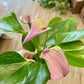 Anthurium