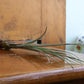 Tillandsia - Air Plants