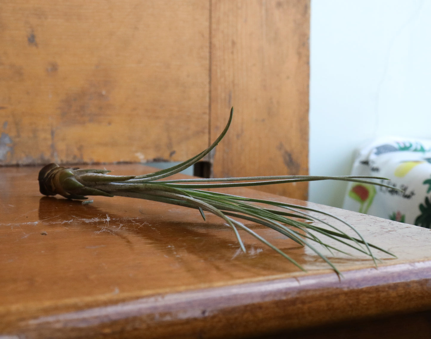 Tillandsia - Air Plants