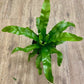 Asplenium nidus - Crispy Wave Fern