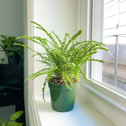 Nephrolepis cordifolia 'Duffii' - Lemon button fern