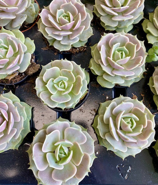 Echeveria Lola 2.5" -Succulent