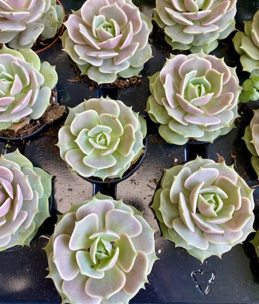 Echeveria Lola 2.5" -Succulent