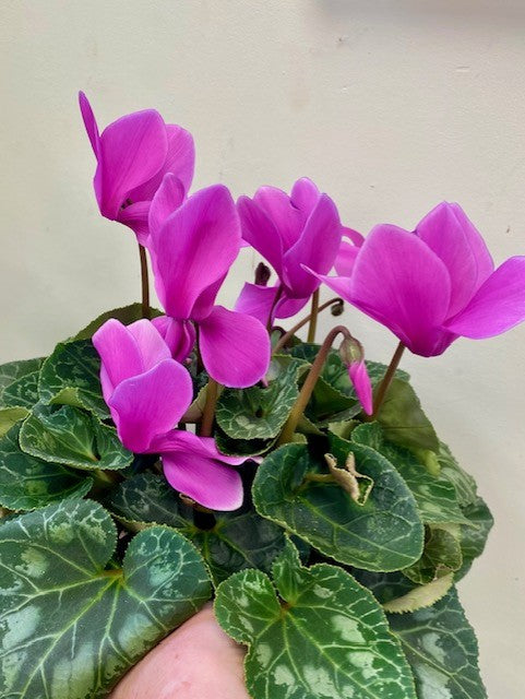 Cyclamen – Wild Willy's Plants and Flowers