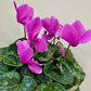 Cyclamen