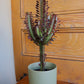 Euphorbia Trigona Rubra - "Milky Cactus"