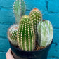 Cactus (Assorted)