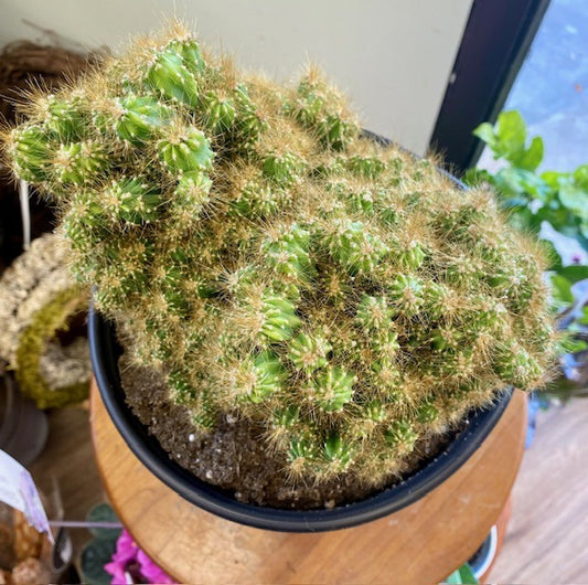 Cereus Monstrosus 8"