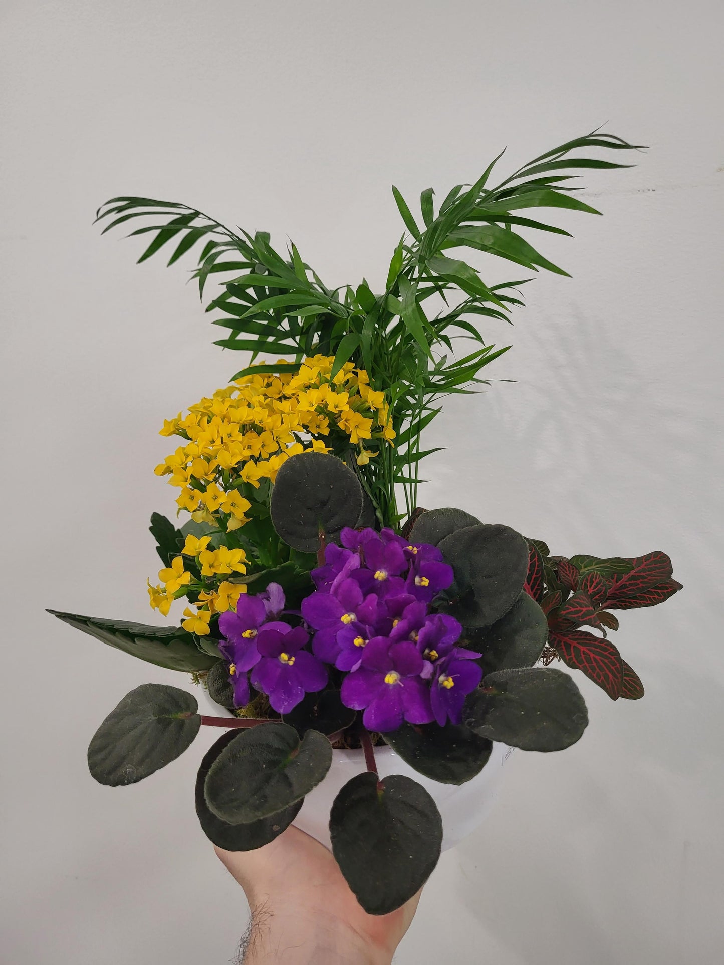 Bright African Violet and Kalanchoe Planter