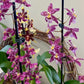 Orchid Oncidium- Dancing Lady 3.5"