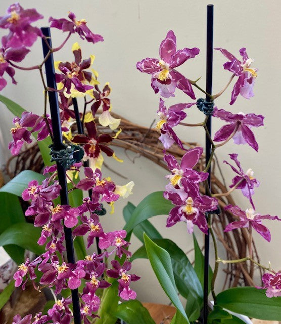 Orchid Oncidium- Dancing Lady 3.5"