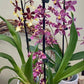Orchid Oncidium- Dancing Lady 3.5"