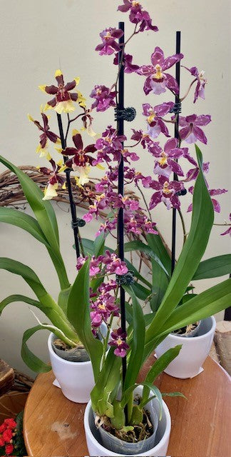 Orchid Oncidium- Dancing Lady 3.5"