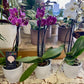 Orchid in Ceramic Pot : Phalaenopsis Orchid