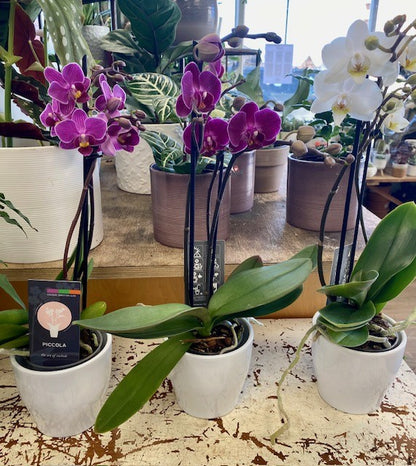 Orchid in Ceramic Pot
