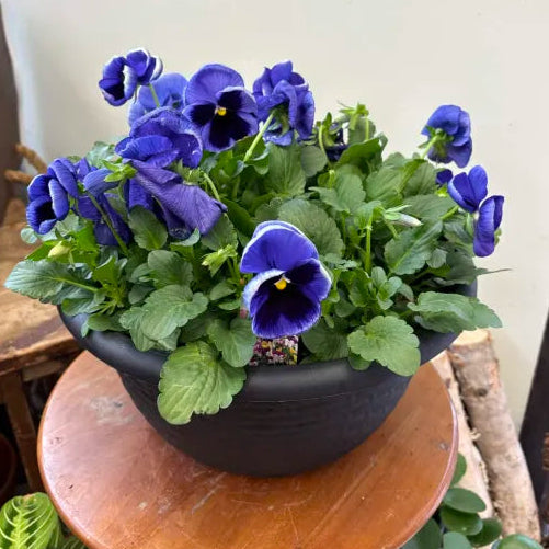 12" Pansy Bowl