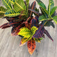 Croton Petra