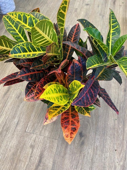 Croton Petra
