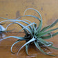 Tillandsia - Air Plants