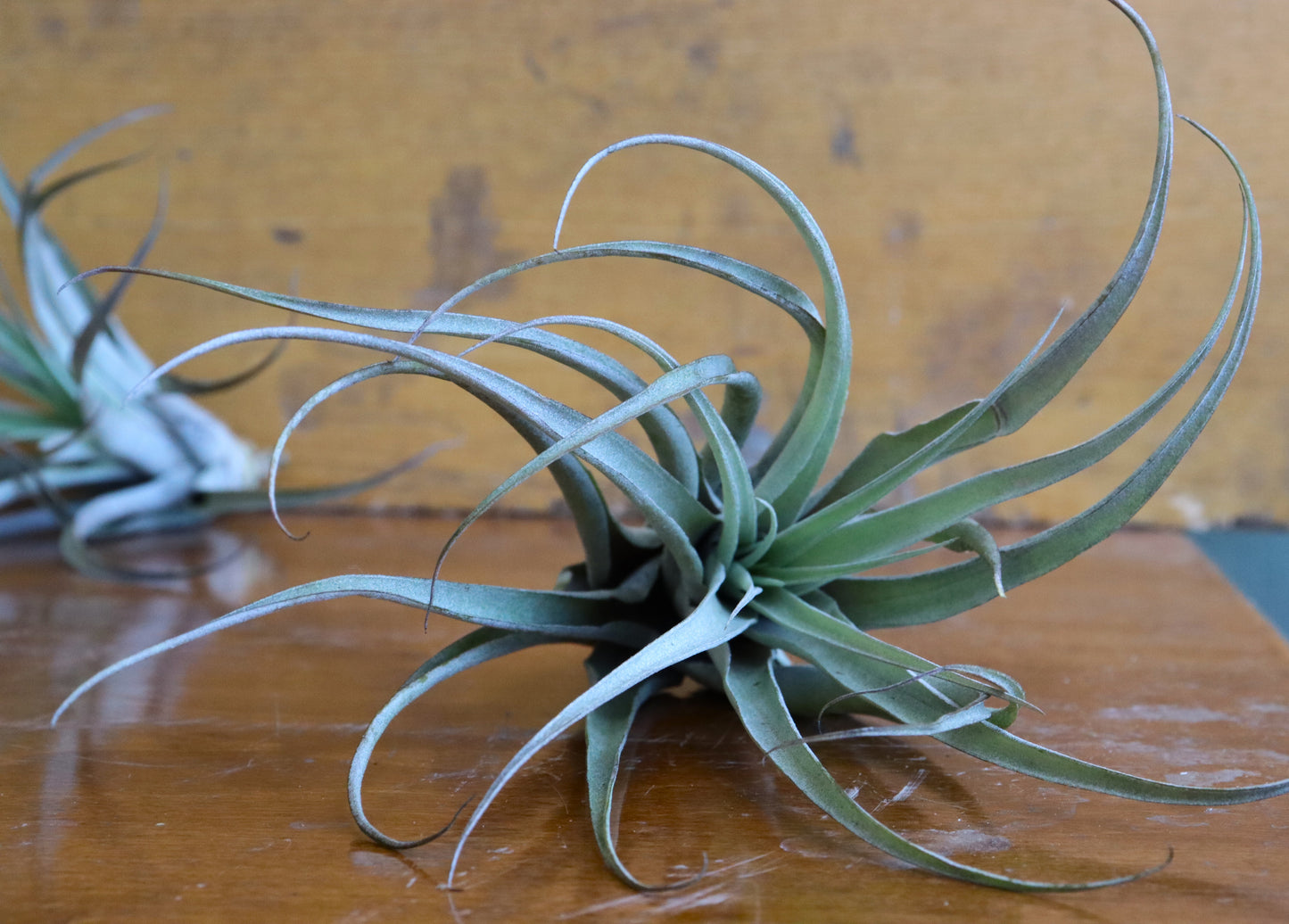 Tillandsia - Air Plants