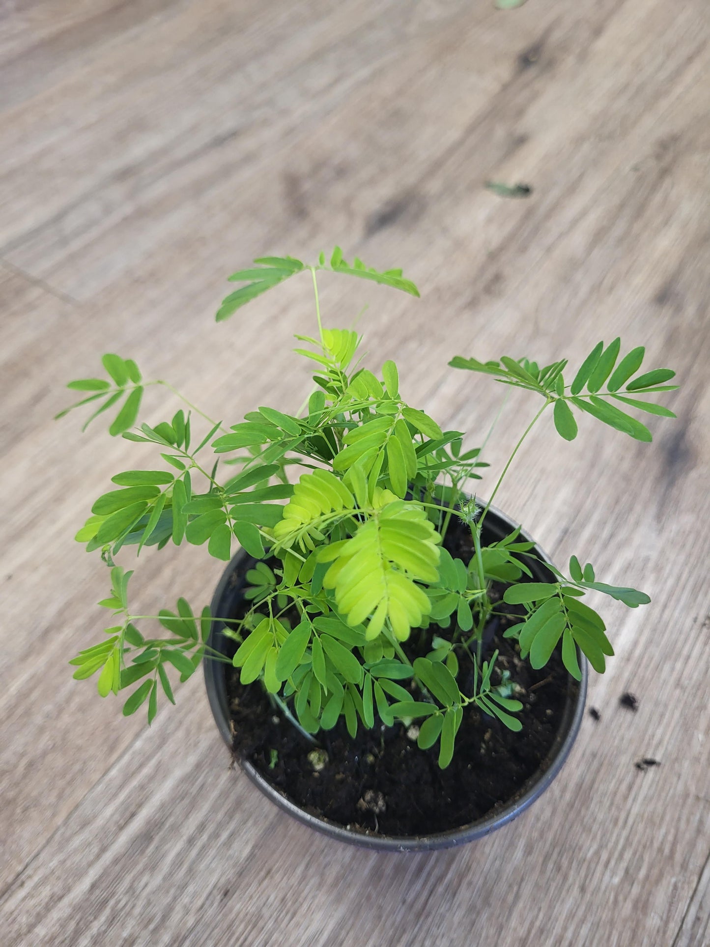 Mimosa pudica - Sensitive Plant