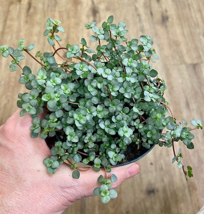 Pilea glauca 'Aquamarine'