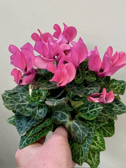 Cyclamen – Wild Willy's Plants and Flowers