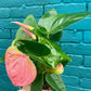 Anthurium