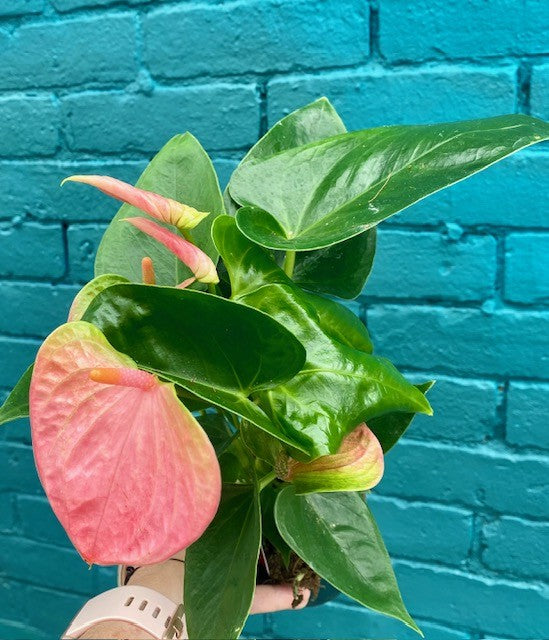 Anthurium