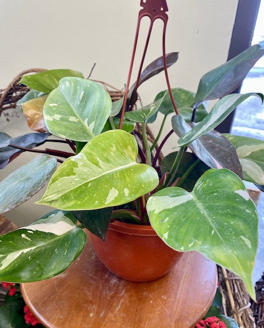 Philodendron White/Pink Princess Mix Hanging Pot