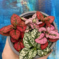 Hypoestes phyllostachya - Polka Dot Plant