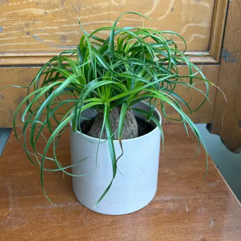 Beaucarnea - Ponytail Palm