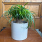 Beaucarnea - Ponytail Palm