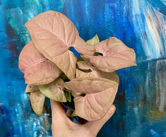 Syngonium Perfect Pink- Arrowhead Plant