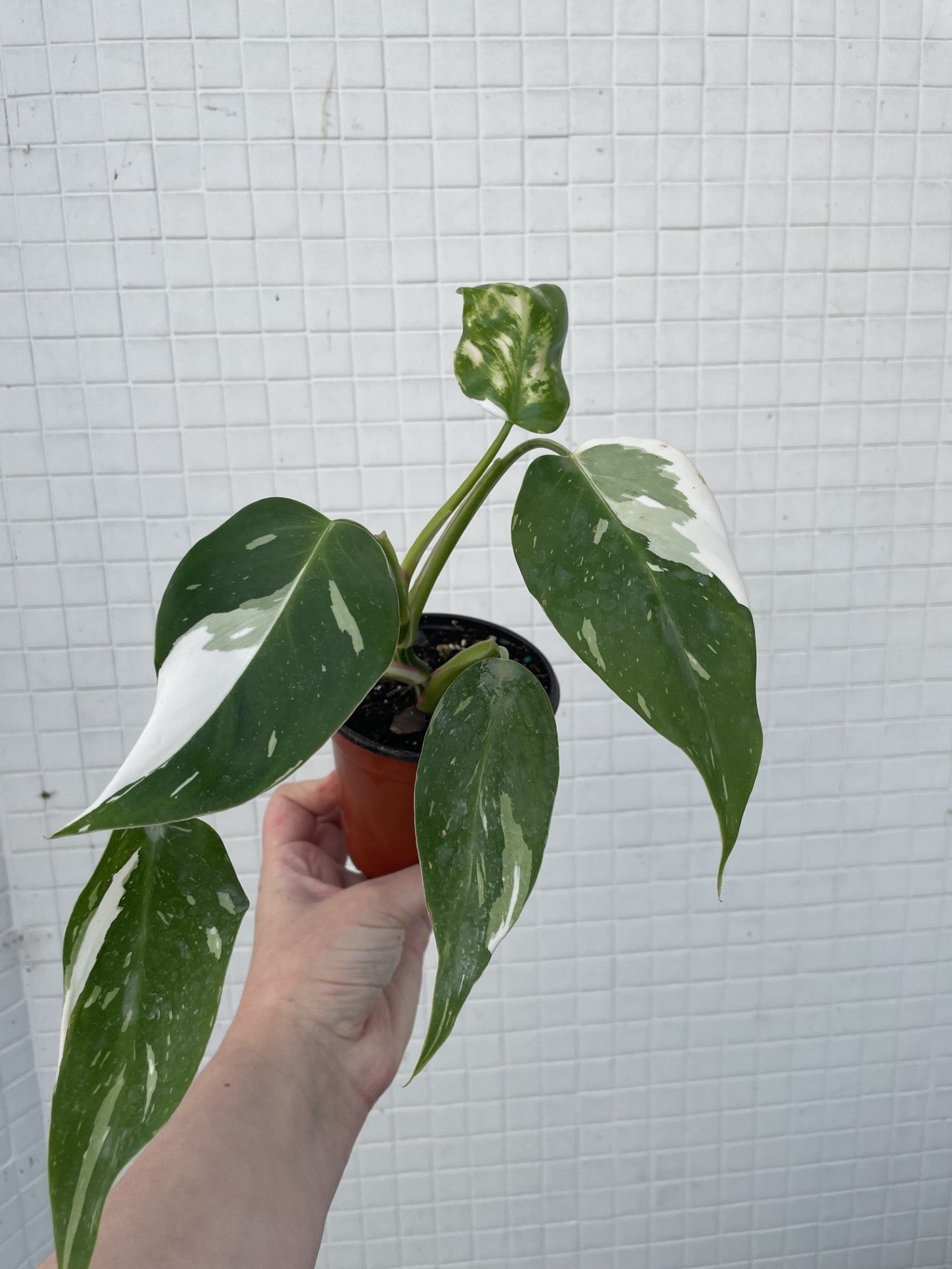 Philodendron White Princess