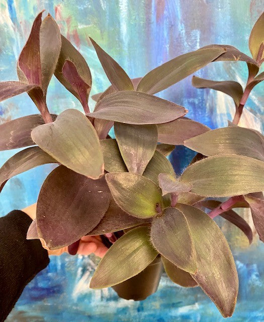 Tradescantia- Purple Heart