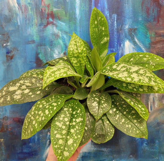 Pulmoneria - Lungwort