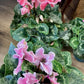 Cyclamen