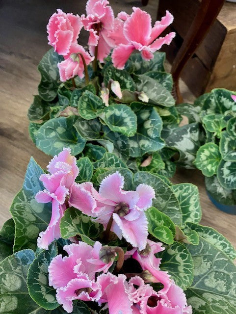 Cyclamen