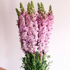 Snapdragon Bouquet with Filler.