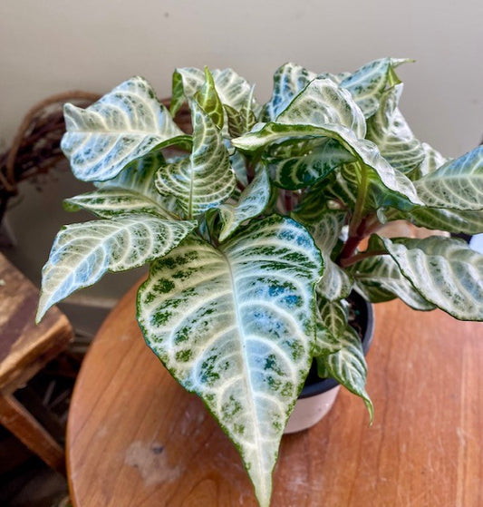 Aphelandra Snow White