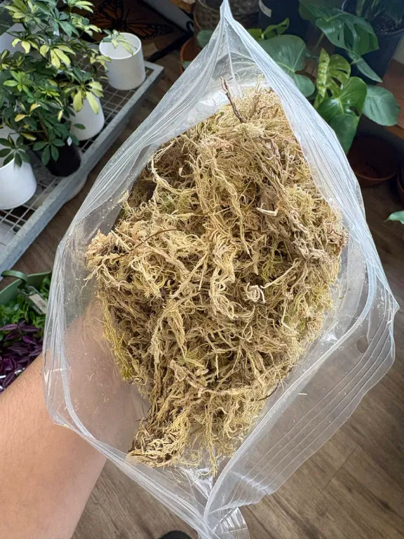 Sphagnum Moss (4L Bag)